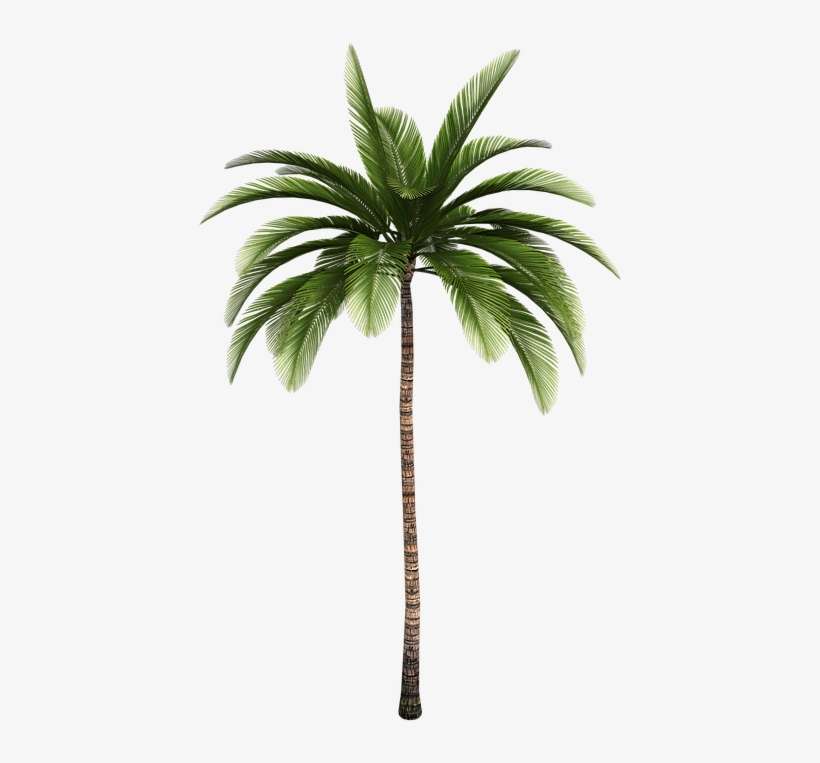 Detail Palmtree Pics Nomer 34
