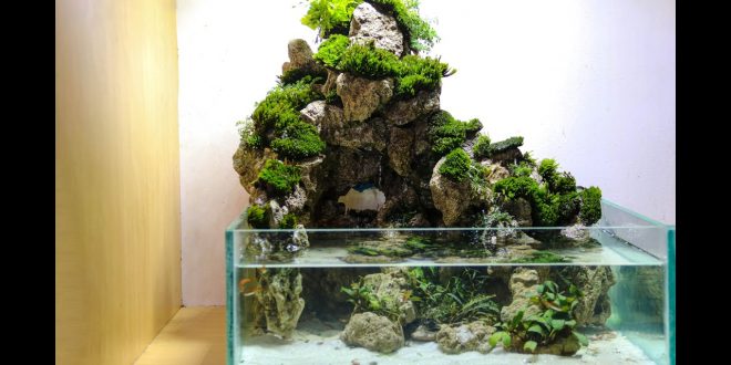 Detail Paludarium Dari Styrofoam Nomer 40