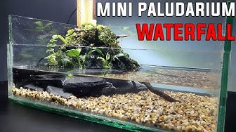 Detail Paludarium Kura Kura Nomer 45