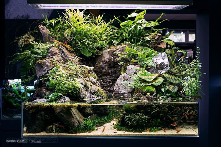 Detail Paludarium Terbaik Nomer 11