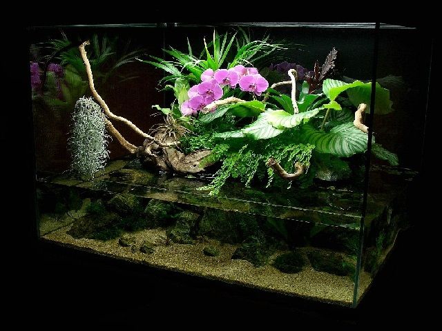 Detail Paludarium Terbaik Nomer 3