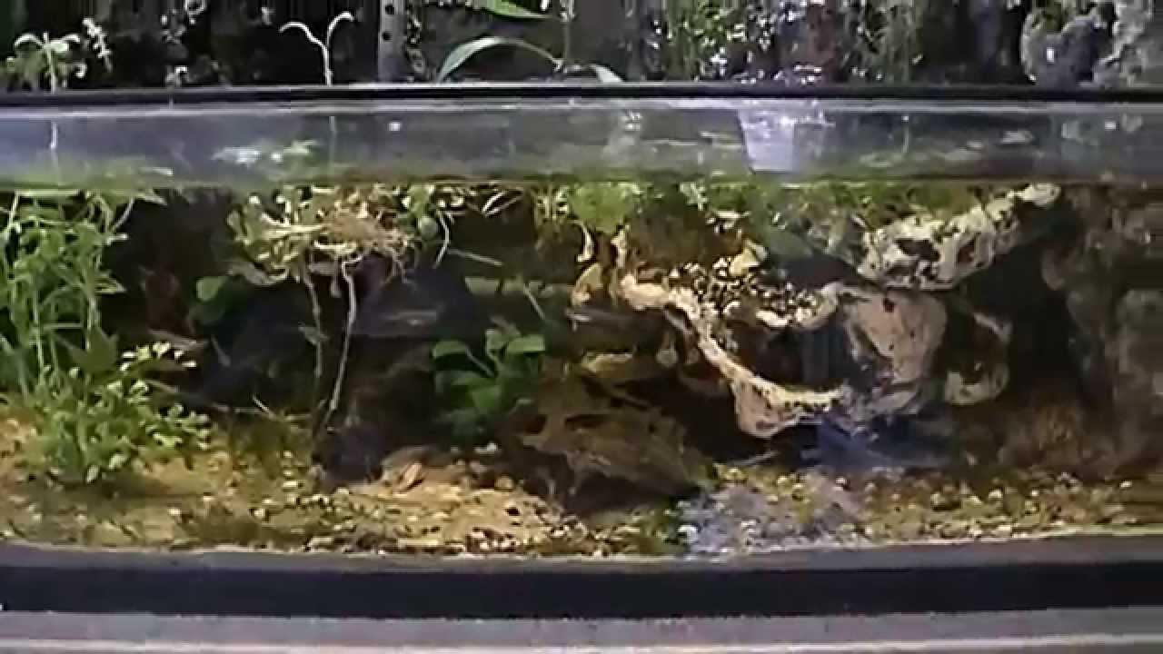 Detail Paludarium Terbaik Nomer 51