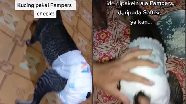 Detail Pampers Anak Kucing Nomer 7