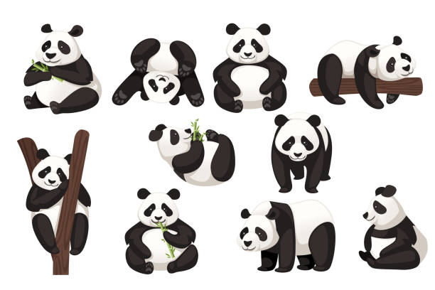Detail Panda Bear Clip Art Free Nomer 35