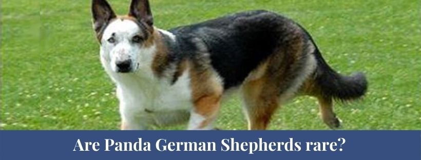 Detail Panda Bear German Shepherd Nomer 48