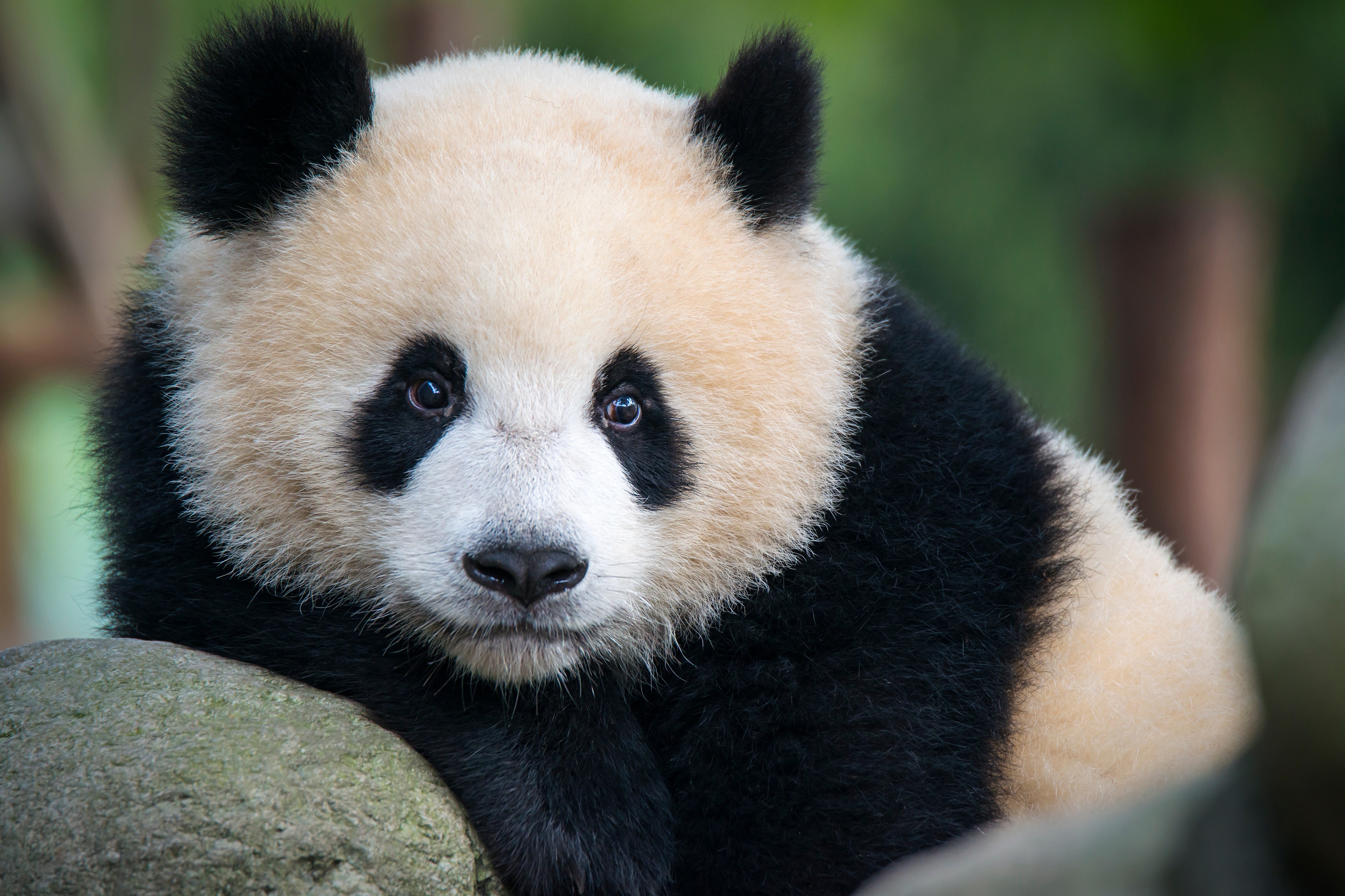 Detail Panda Image Nomer 2