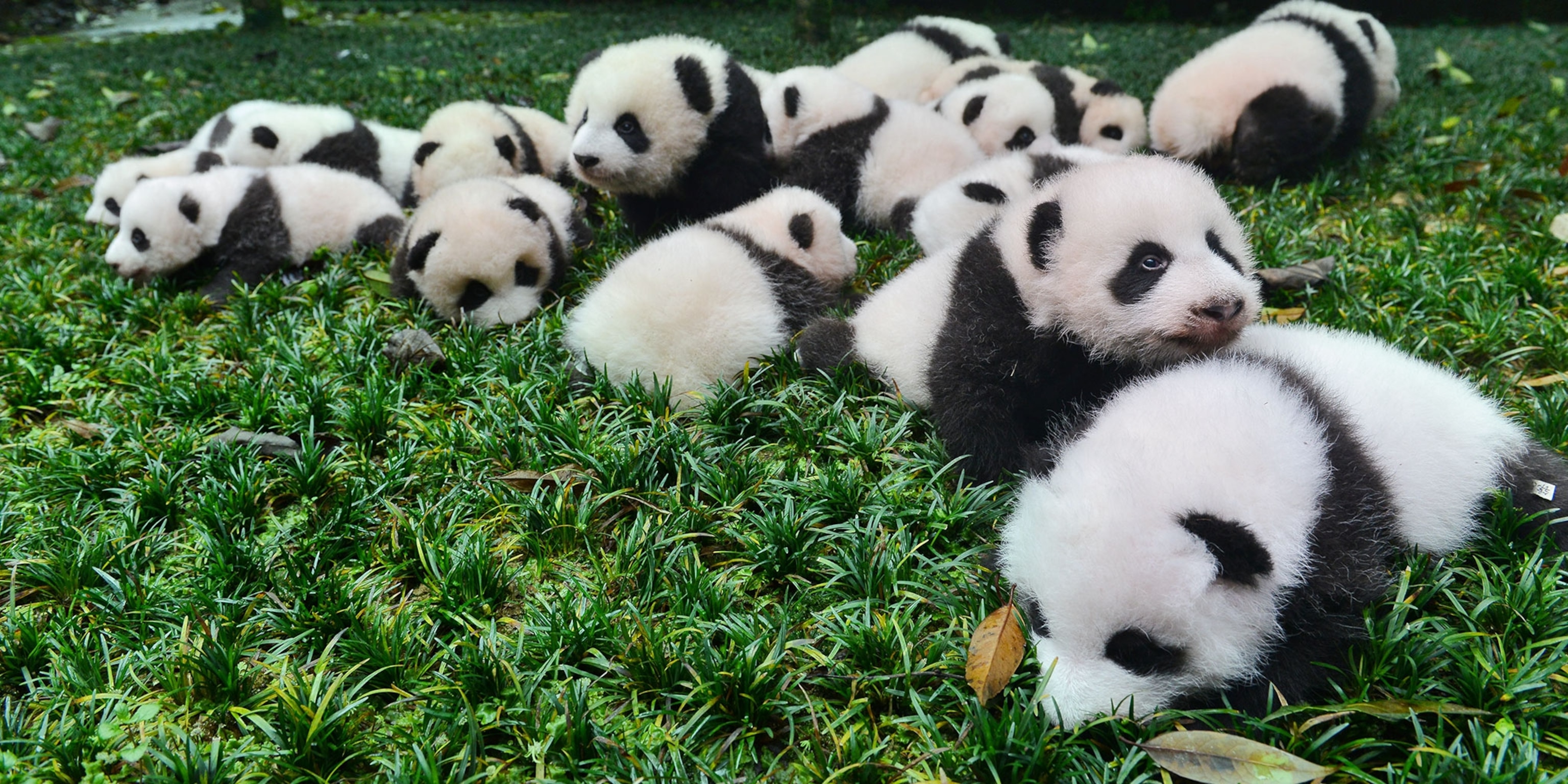 Detail Panda Image Nomer 11