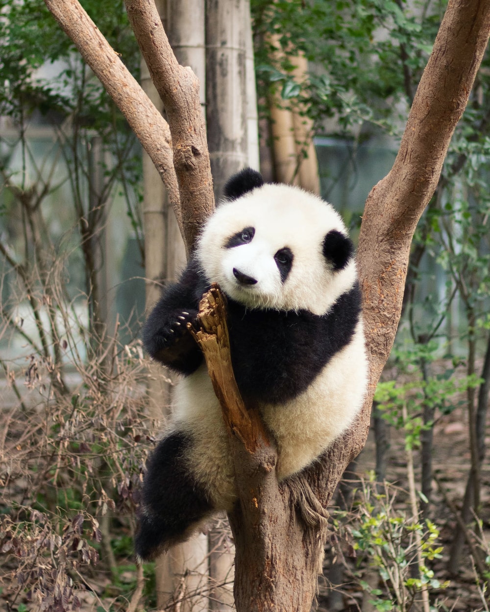 Detail Panda Image Nomer 13