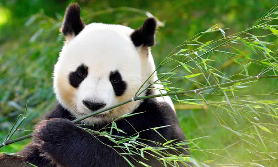 Detail Panda Image Nomer 14