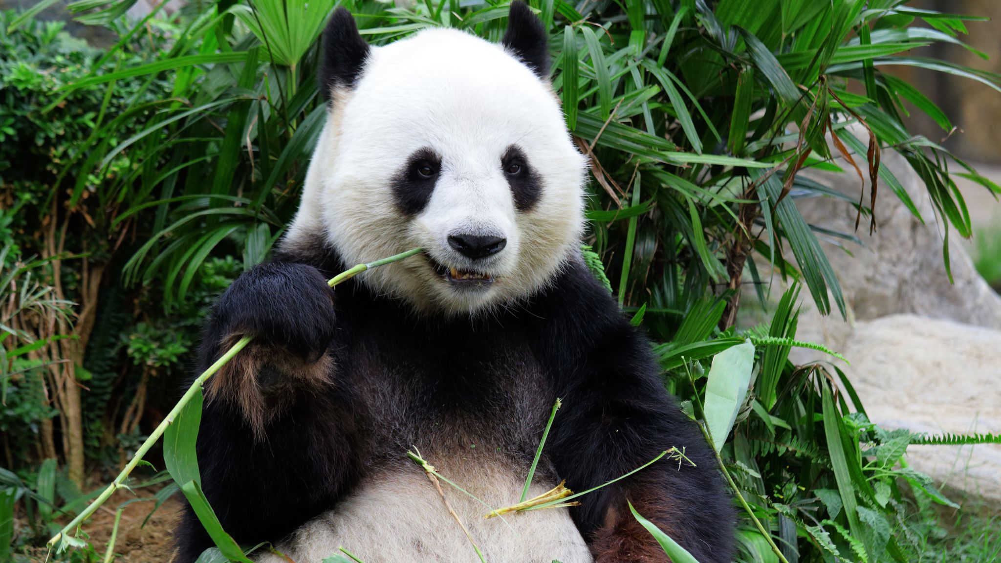 Detail Panda Image Nomer 15