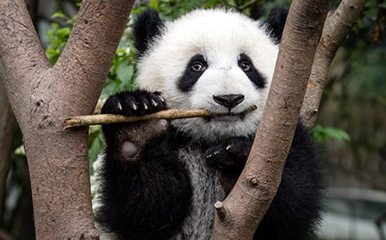 Detail Panda Image Nomer 17