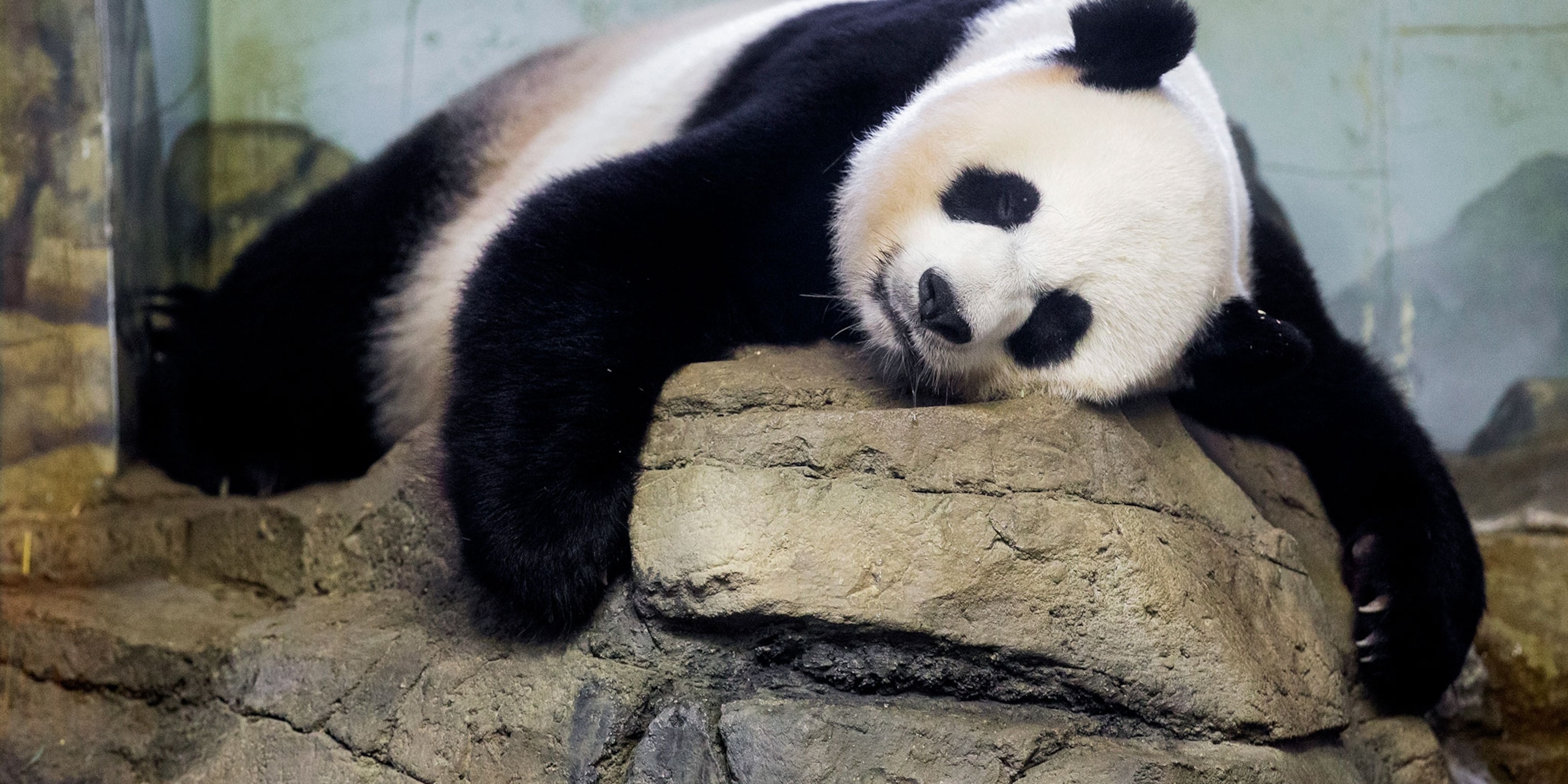 Detail Panda Image Nomer 21