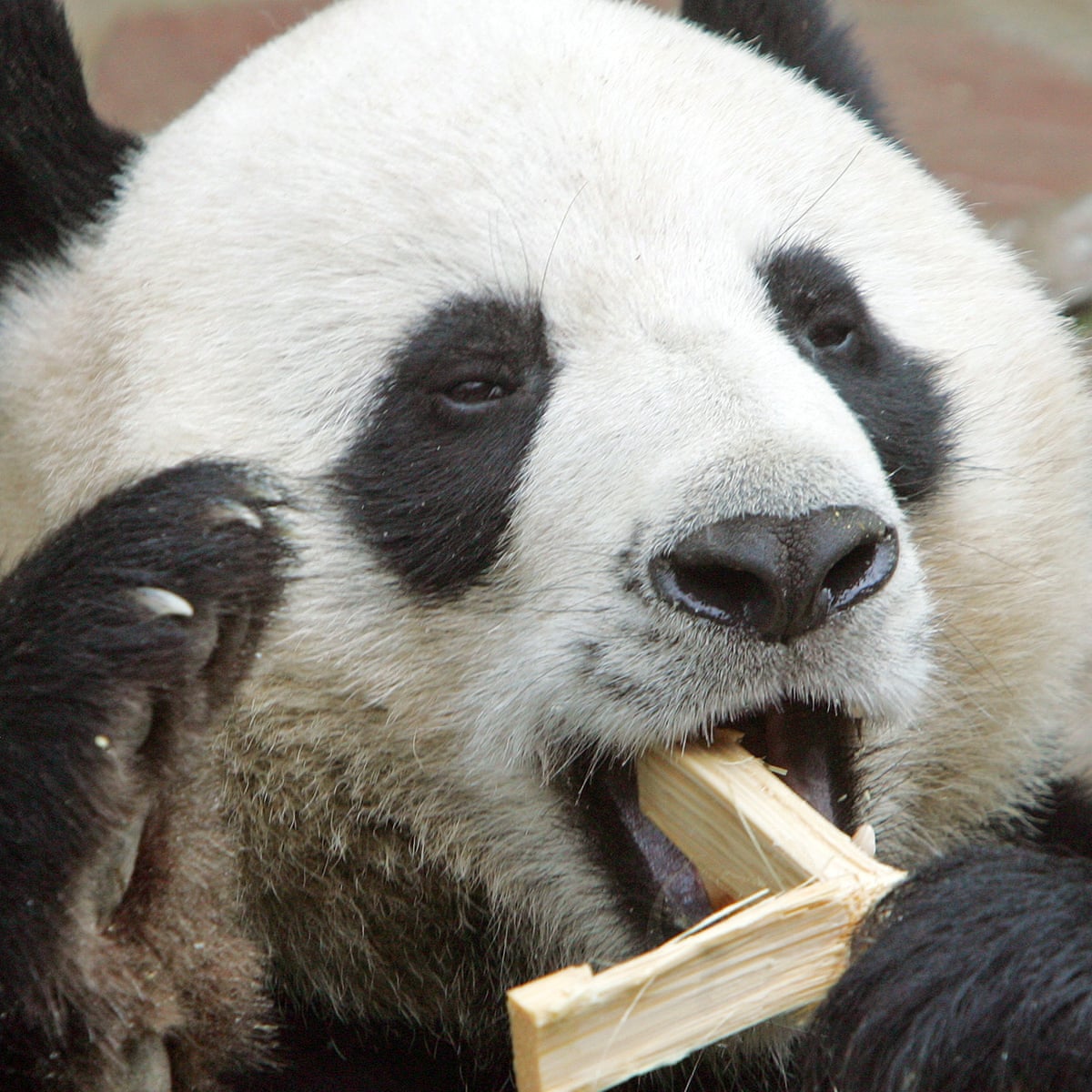Detail Panda Image Nomer 23