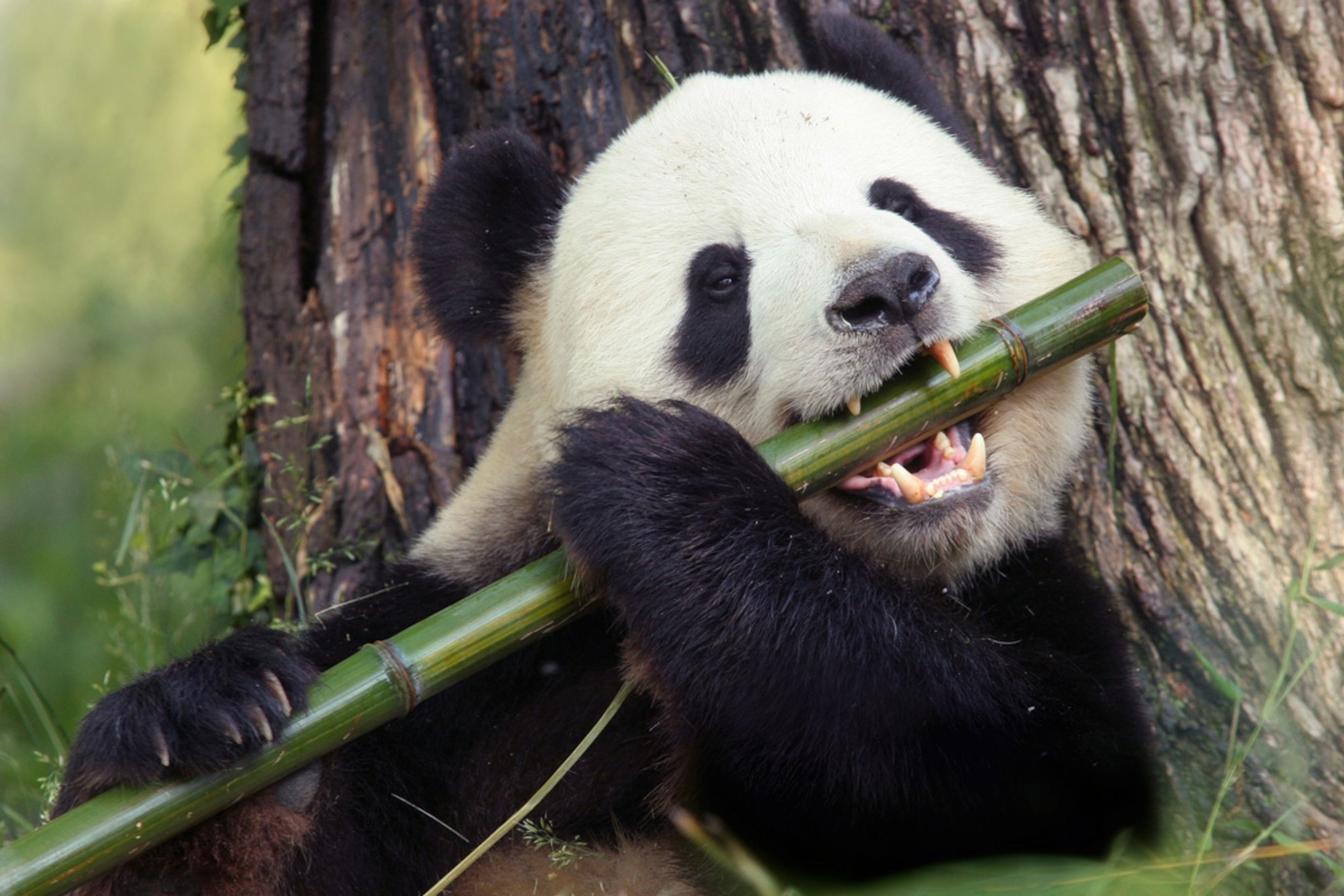Detail Panda Image Nomer 24