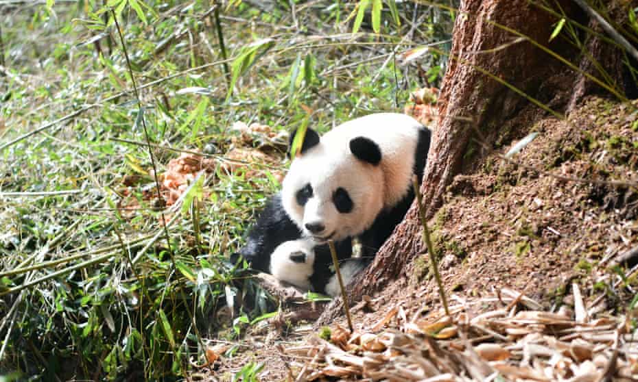 Detail Panda Image Nomer 27