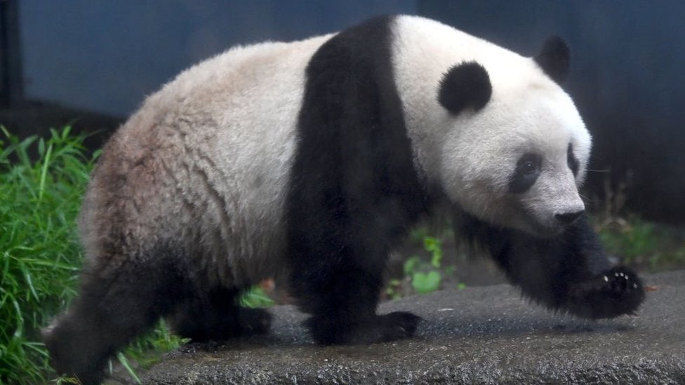 Detail Panda Image Nomer 29