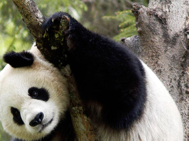 Detail Panda Image Nomer 4
