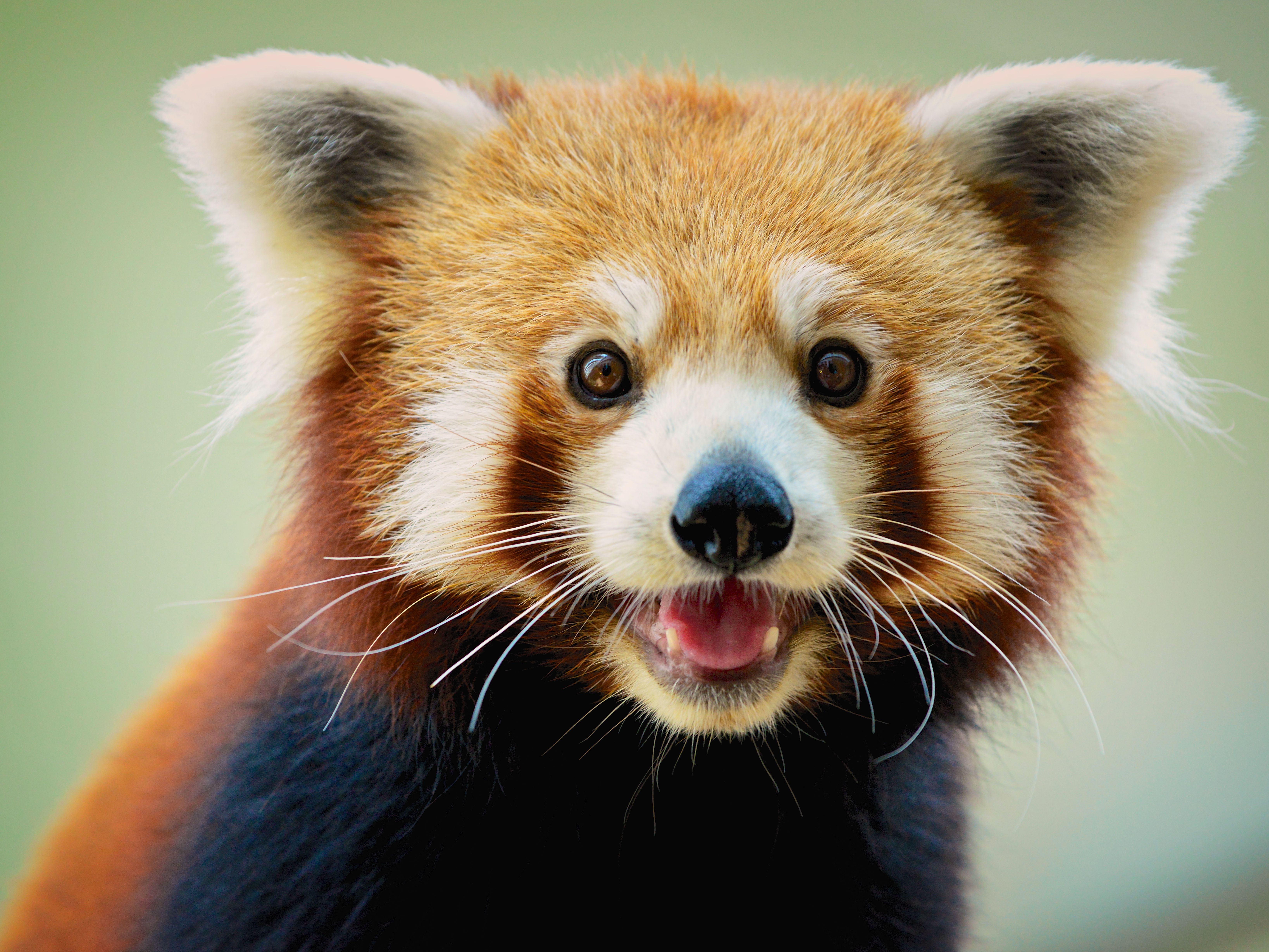 Detail Panda Image Nomer 30