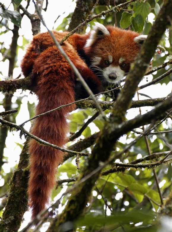 Detail Panda Image Nomer 31