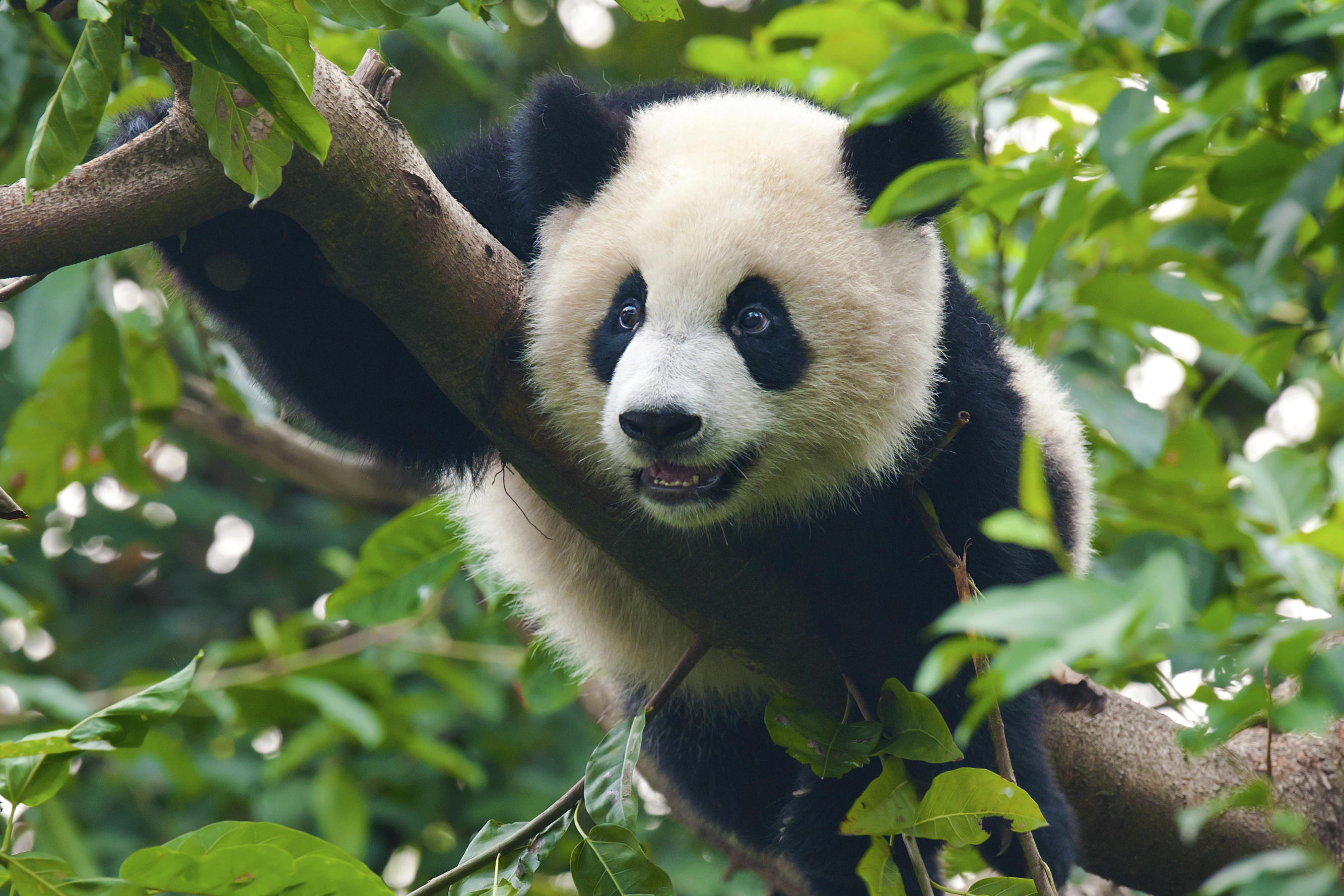 Detail Panda Image Nomer 34