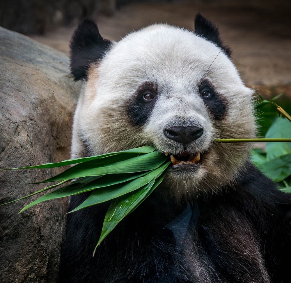 Detail Panda Image Nomer 35