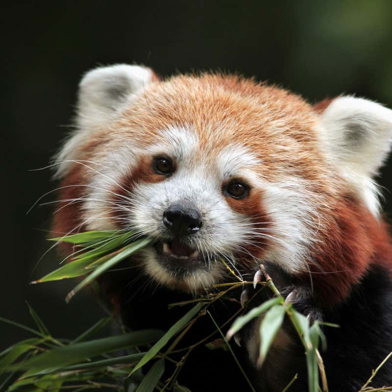 Detail Panda Image Nomer 36