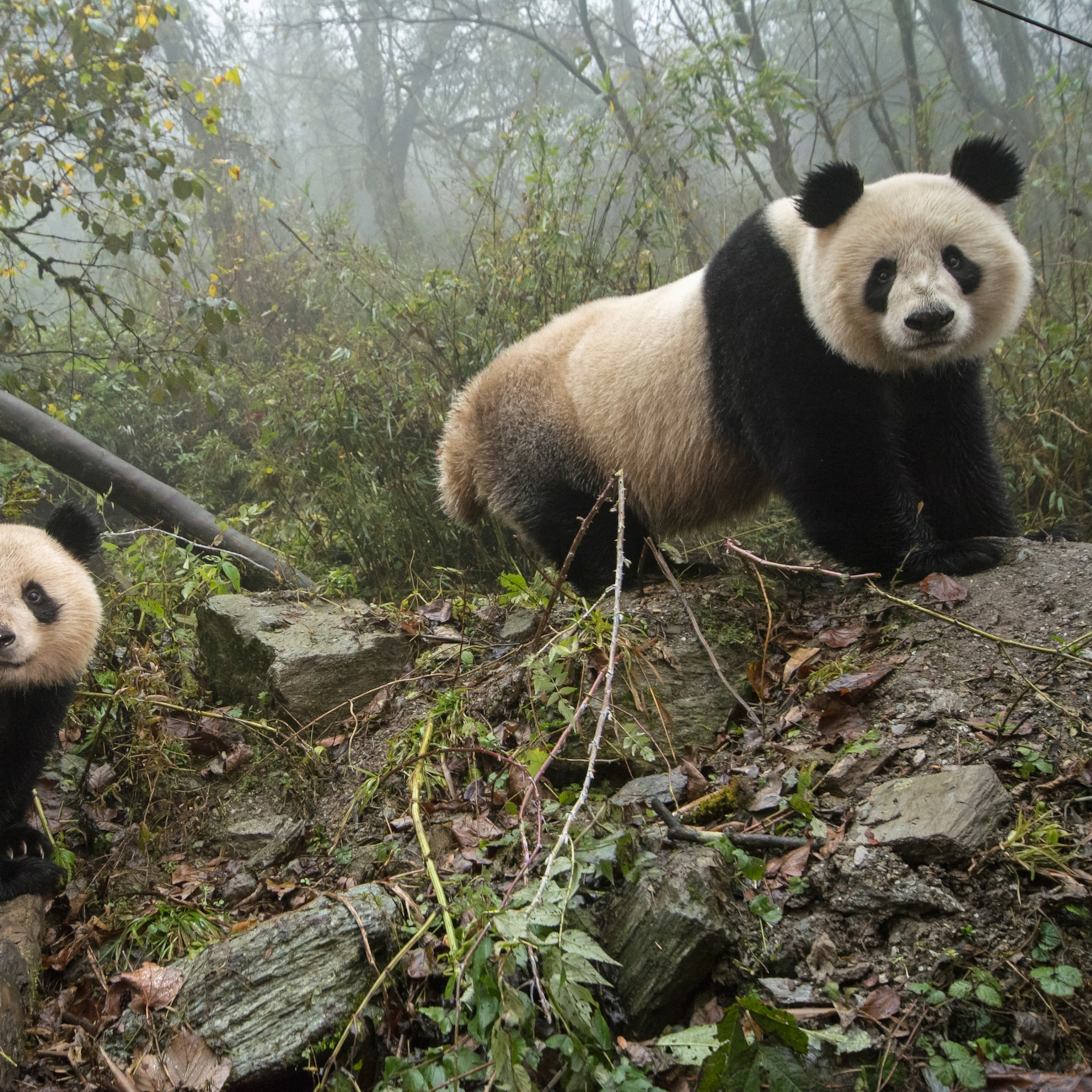 Detail Panda Image Nomer 37