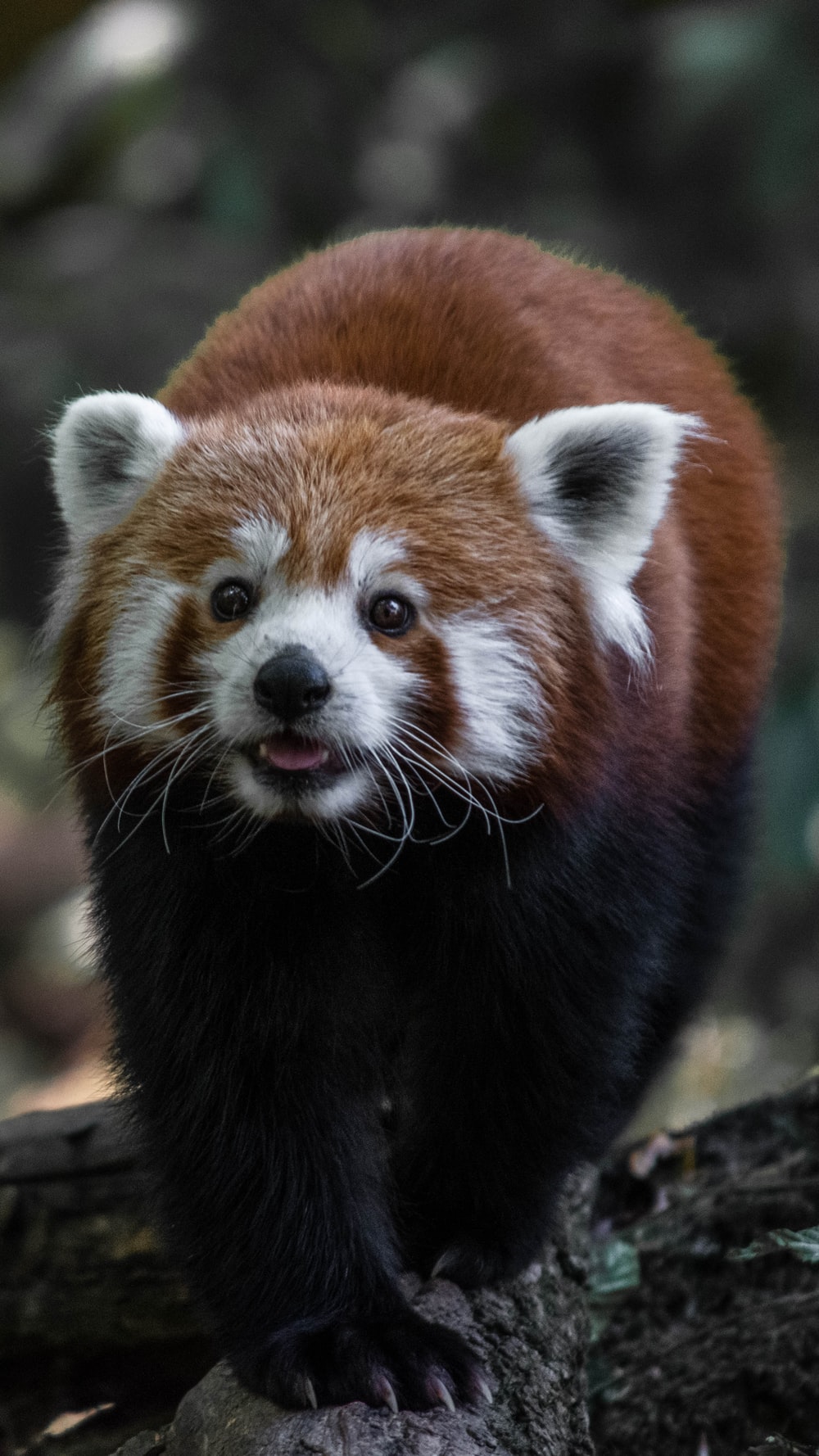 Detail Panda Image Nomer 40