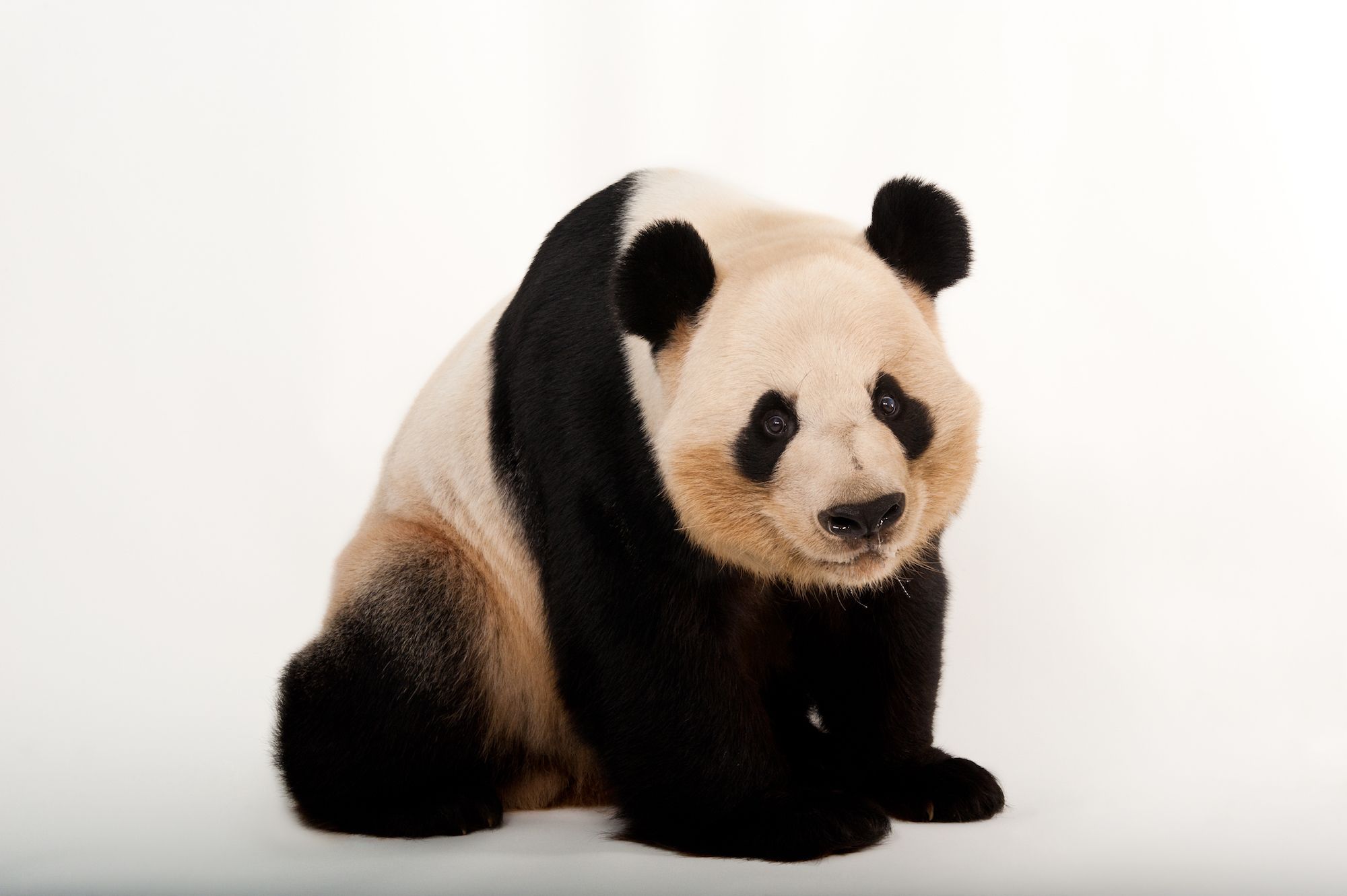 Detail Panda Image Nomer 41