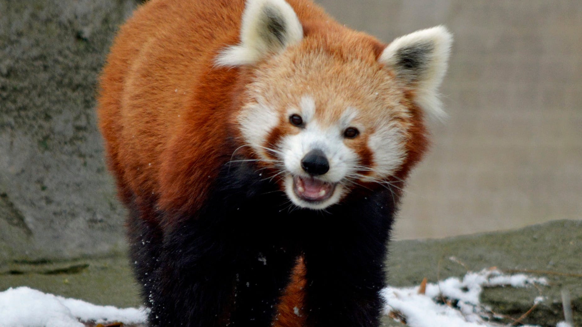 Detail Panda Image Nomer 43