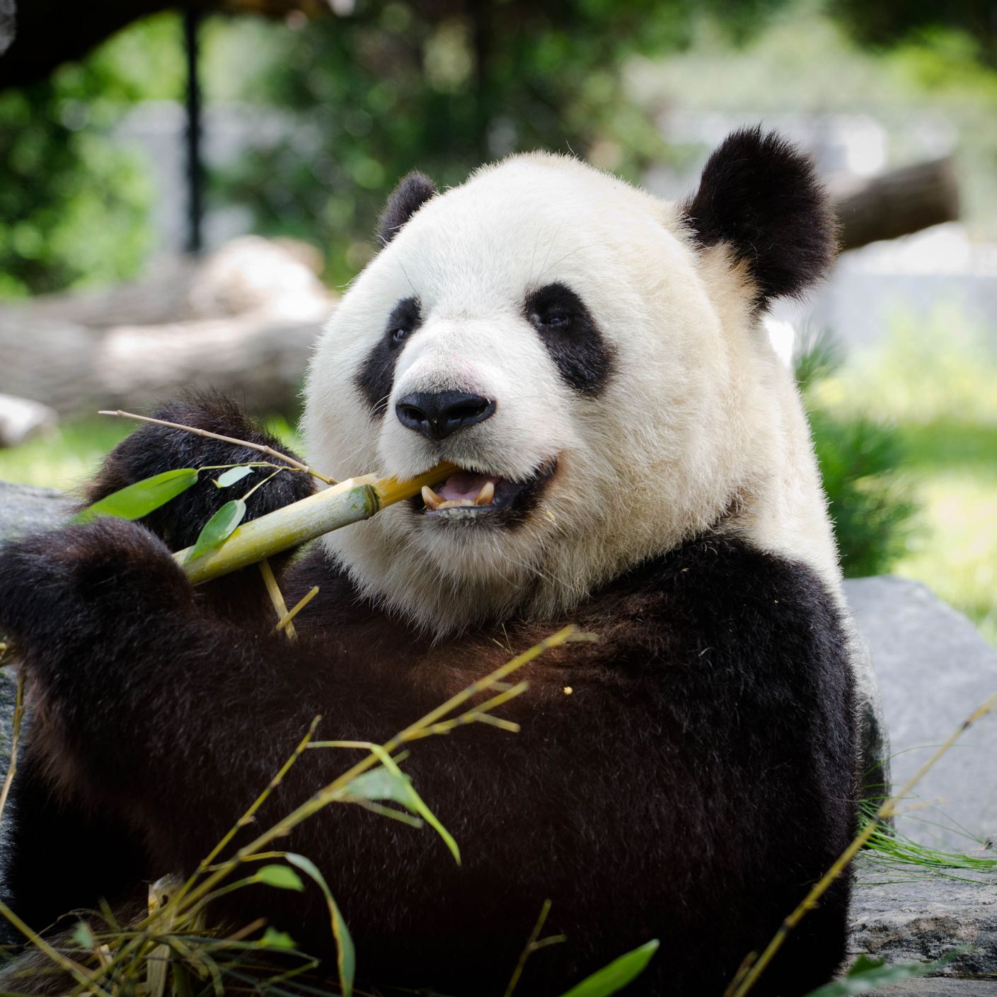 Detail Panda Image Nomer 44