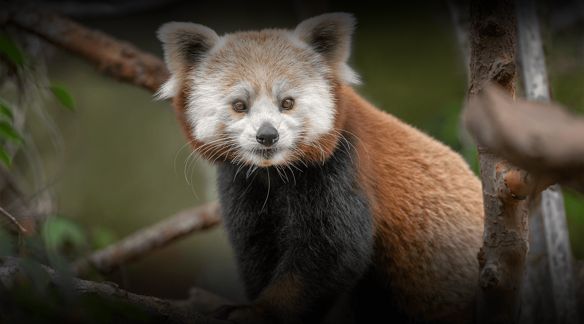 Detail Panda Image Nomer 46