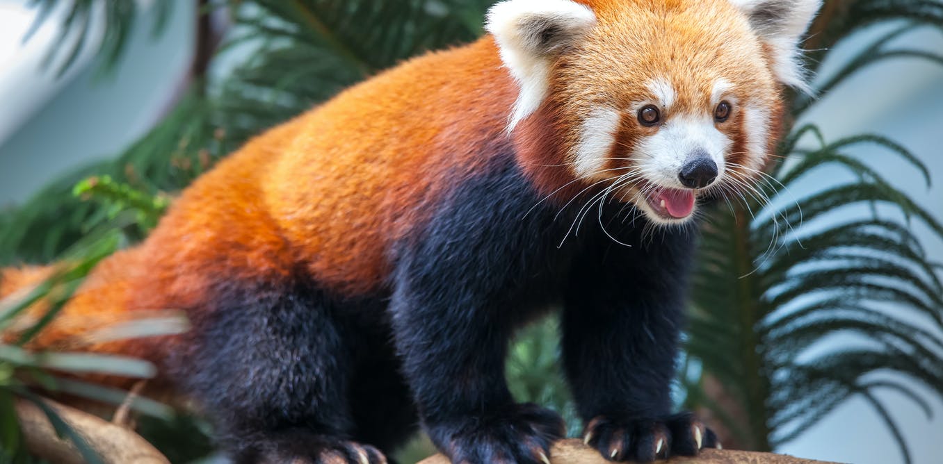 Detail Panda Image Nomer 48
