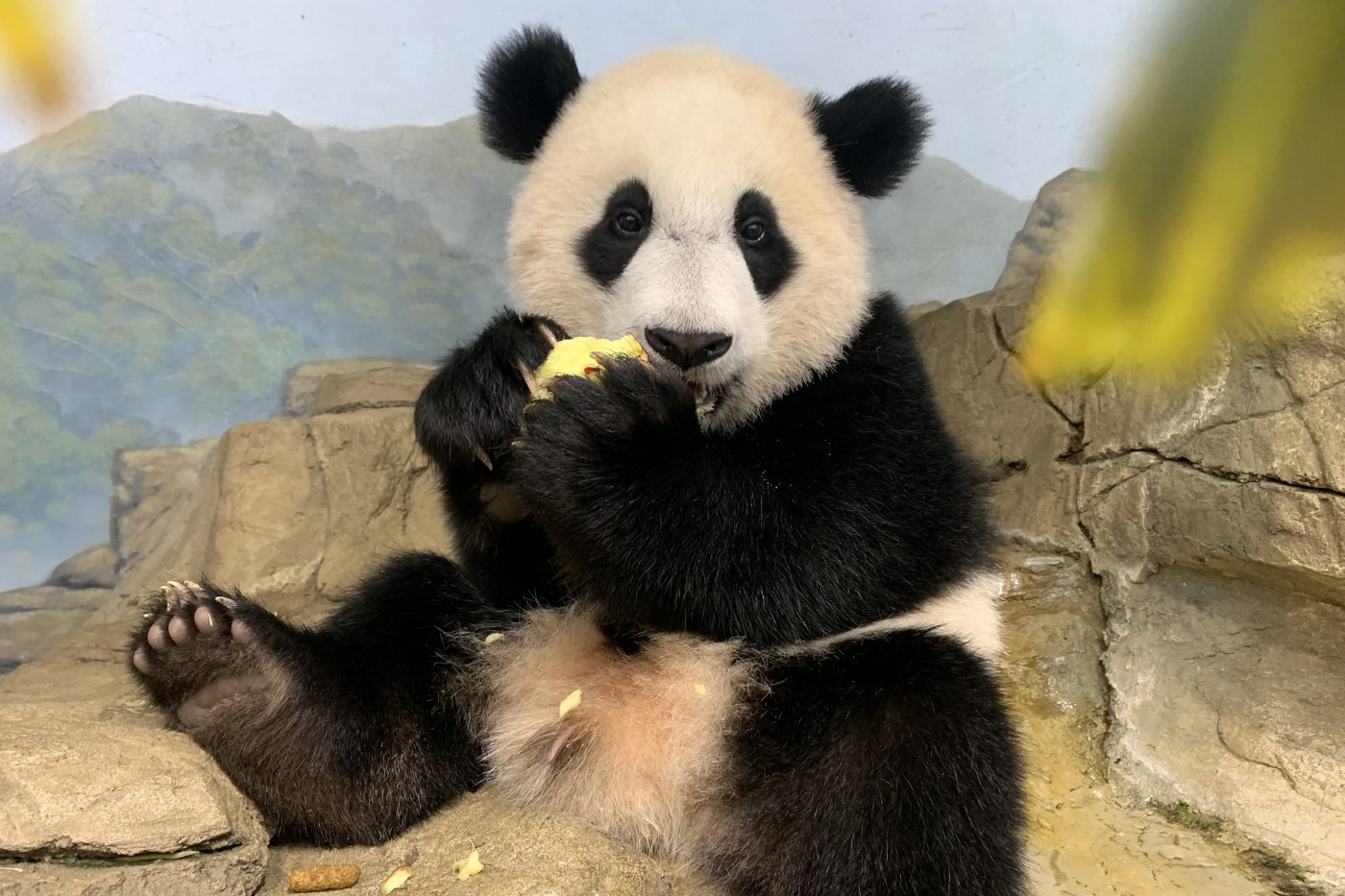 Detail Panda Image Nomer 6