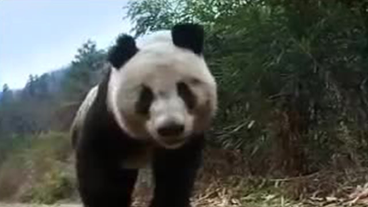 Detail Panda Image Nomer 53