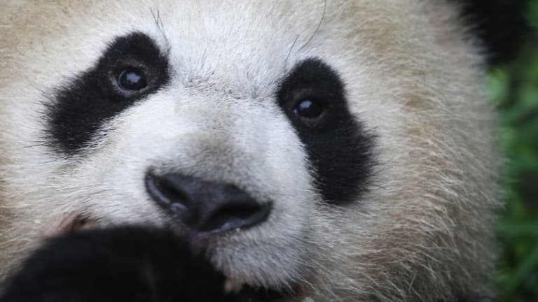 Detail Panda Image Nomer 54