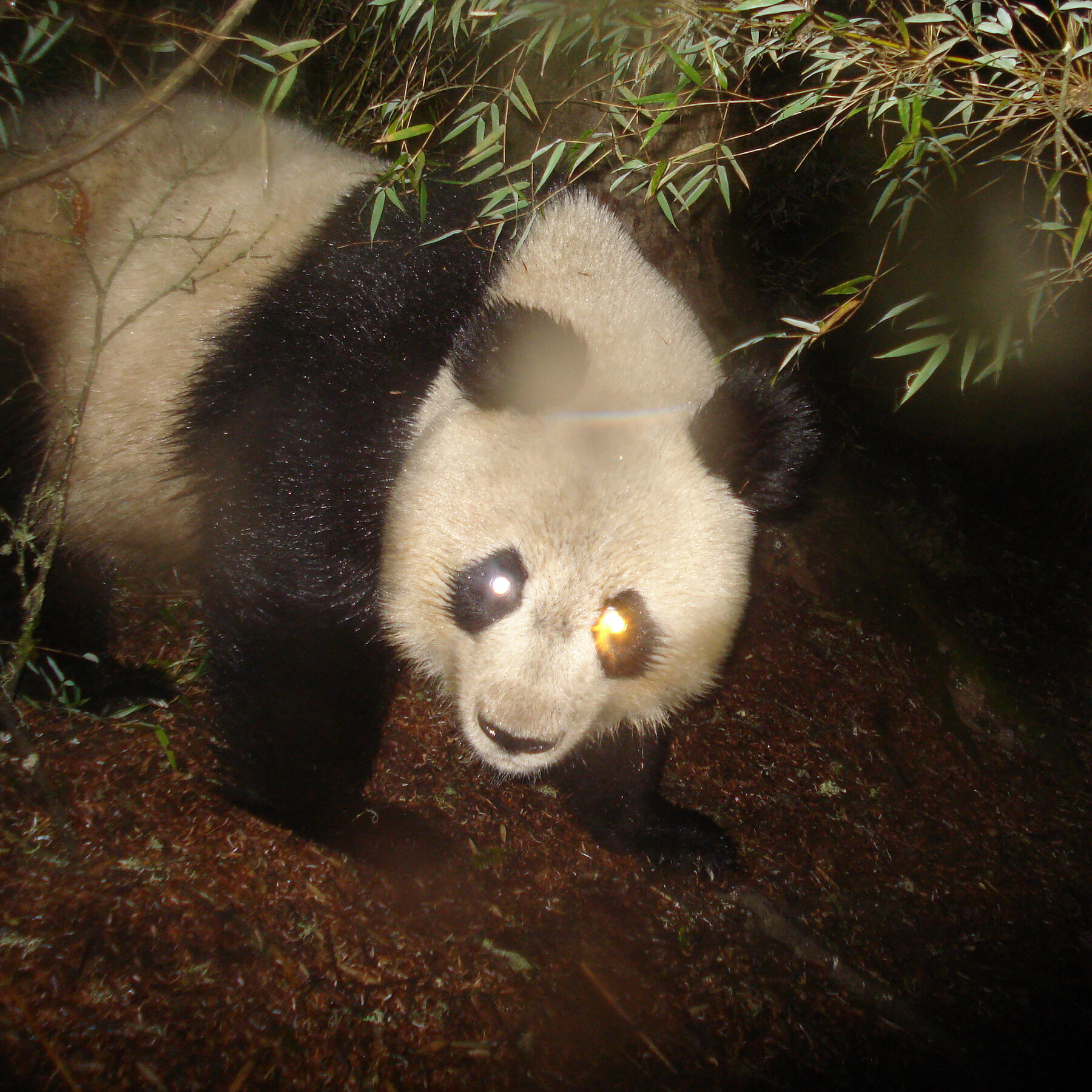 Detail Panda Image Nomer 55