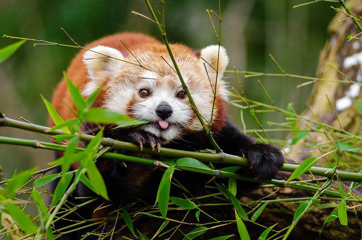 Detail Panda Image Nomer 56