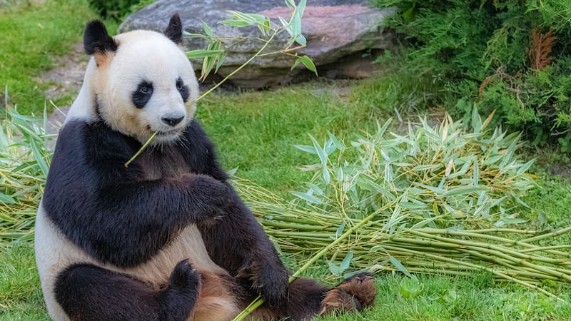 Detail Panda Image Nomer 57