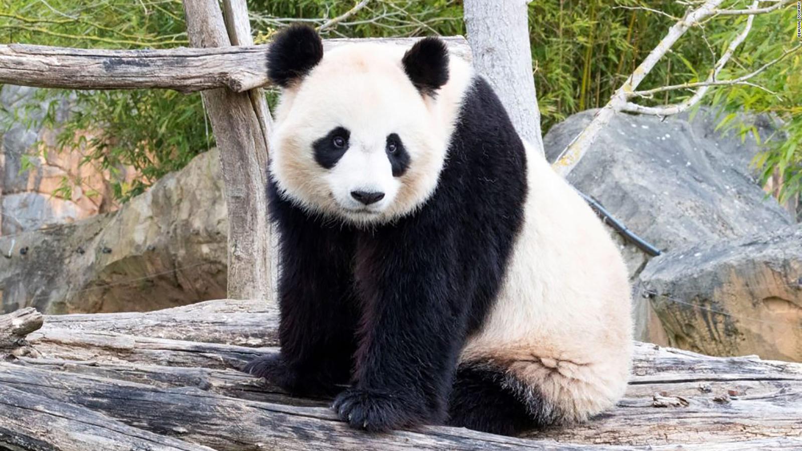 Detail Panda Image Nomer 58