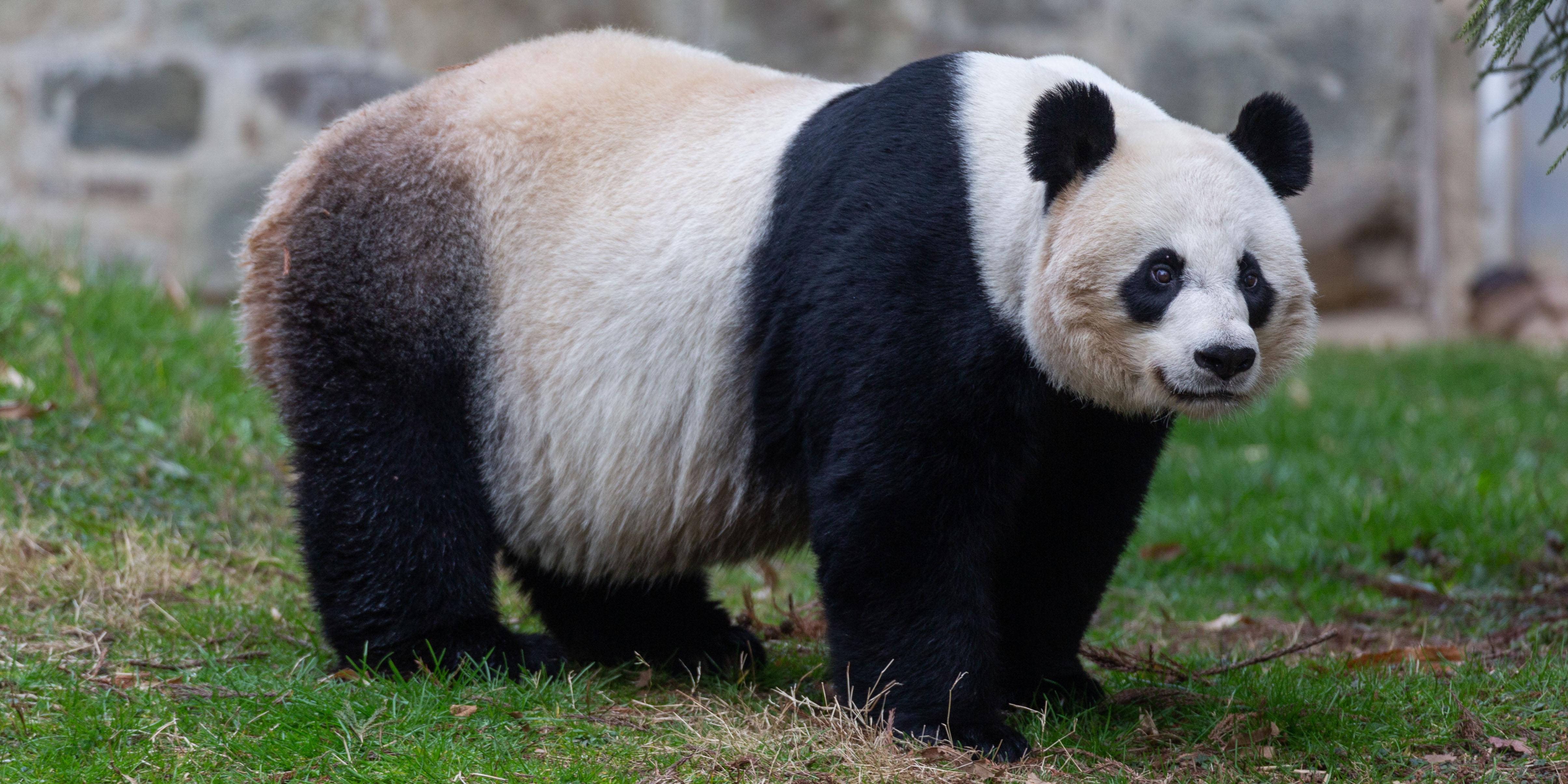 Detail Panda Image Nomer 7