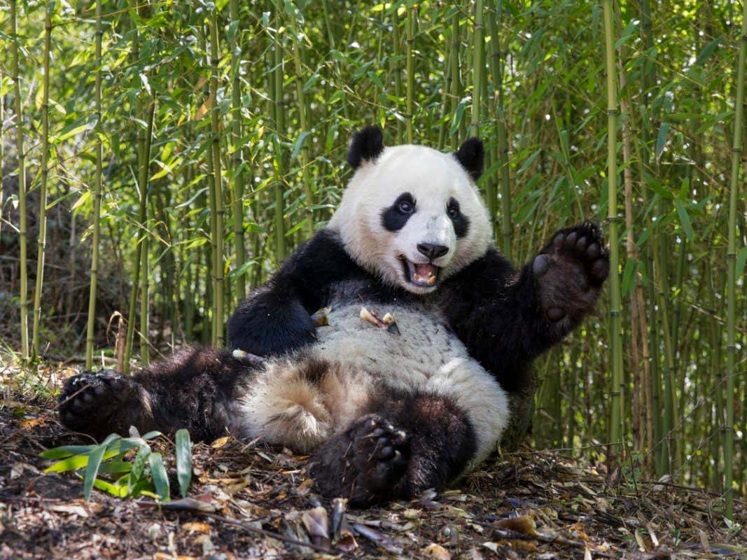 Detail Panda Image Nomer 9