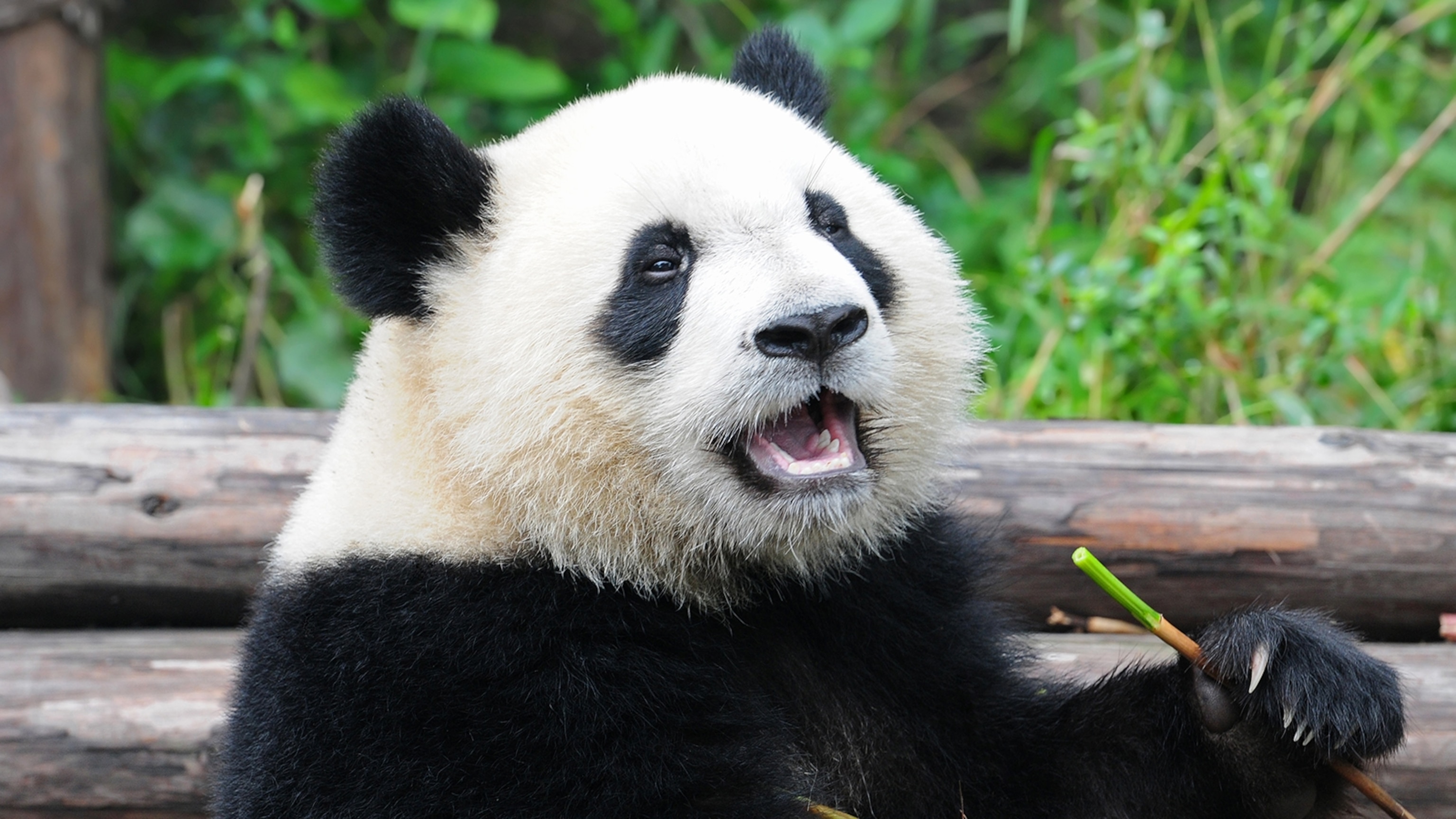 Detail Panda Image Nomer 10