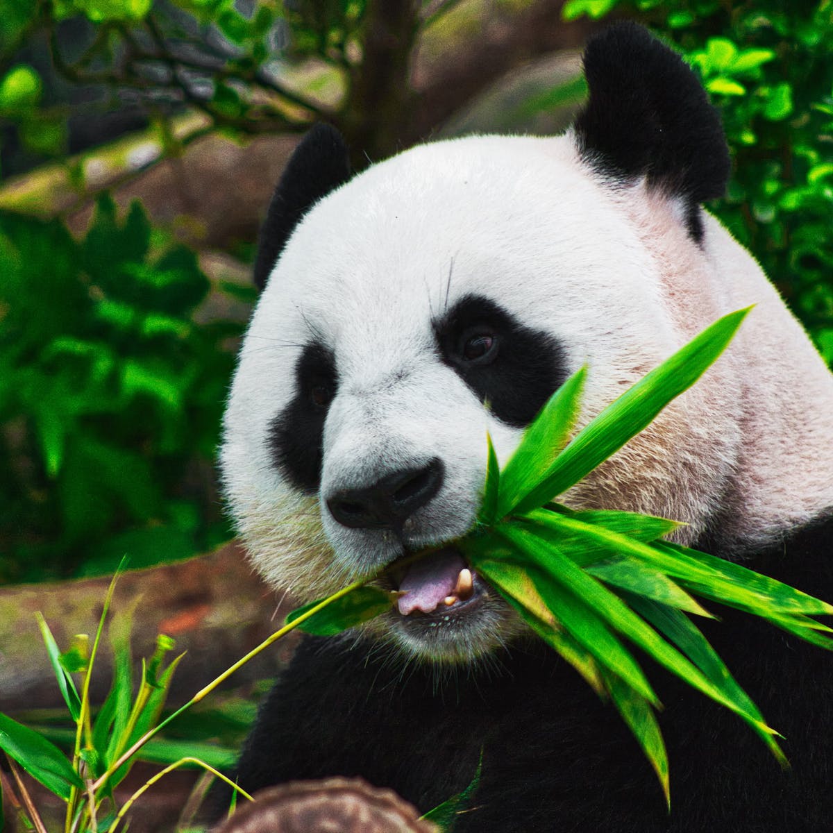 Download Panda Images Nomer 6