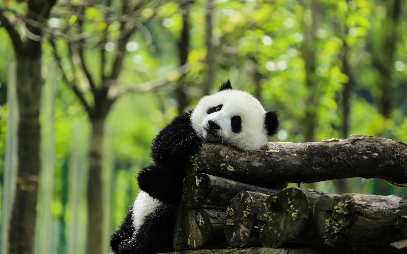 Download Panda Images Nomer 10