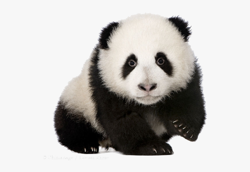 Detail Panda No Background Nomer 2