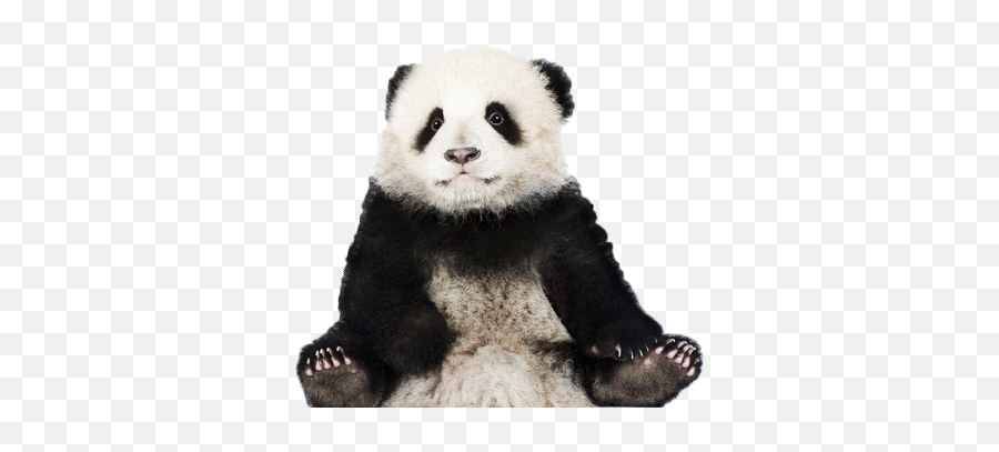 Detail Panda No Background Nomer 17