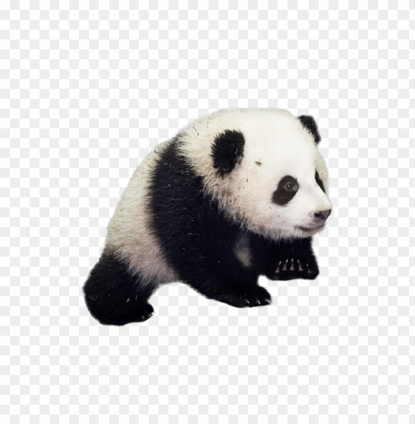 Detail Panda No Background Nomer 3