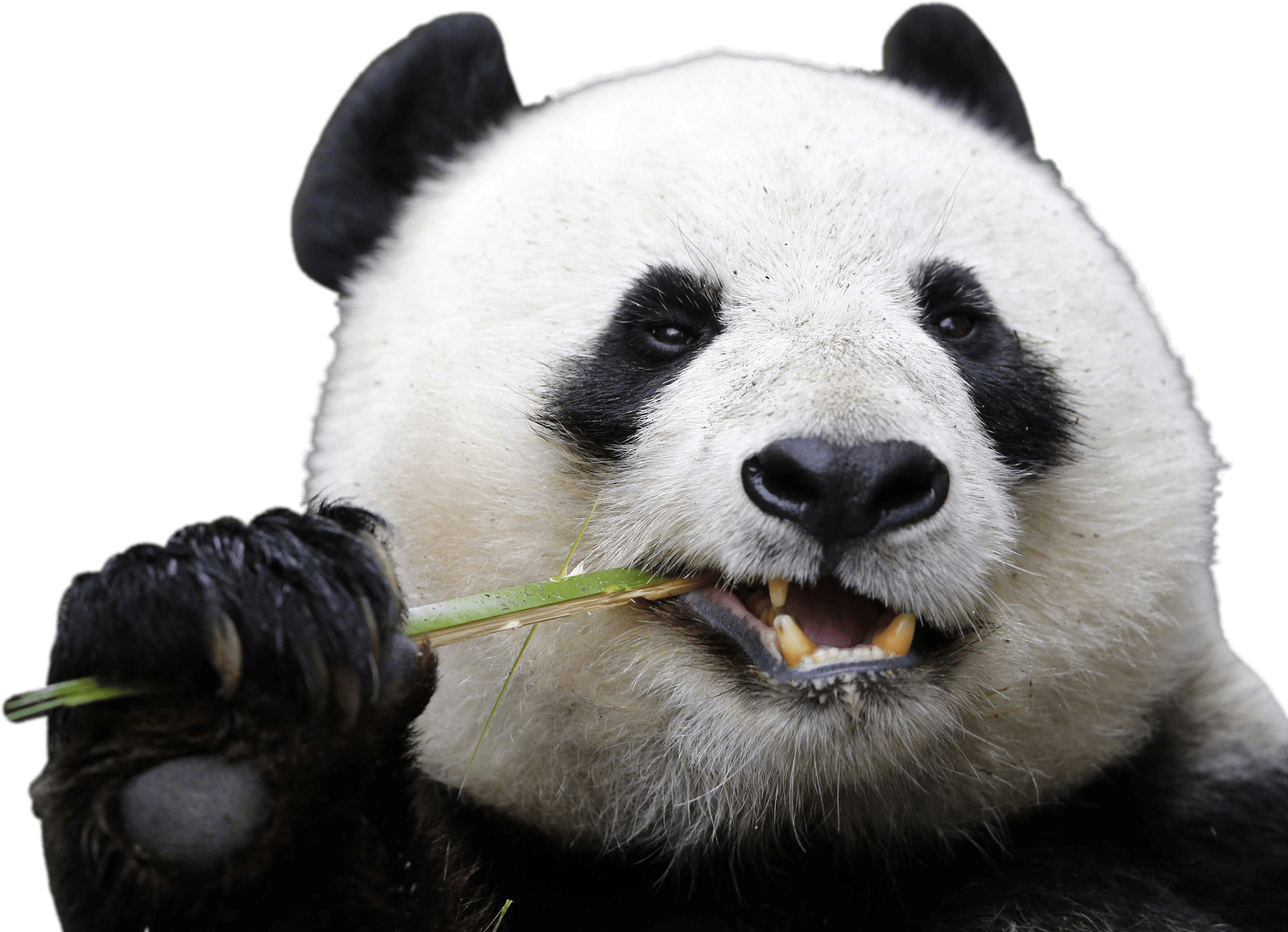 Detail Panda No Background Nomer 30