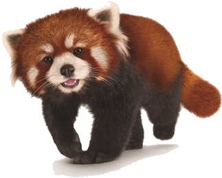 Detail Panda No Background Nomer 37